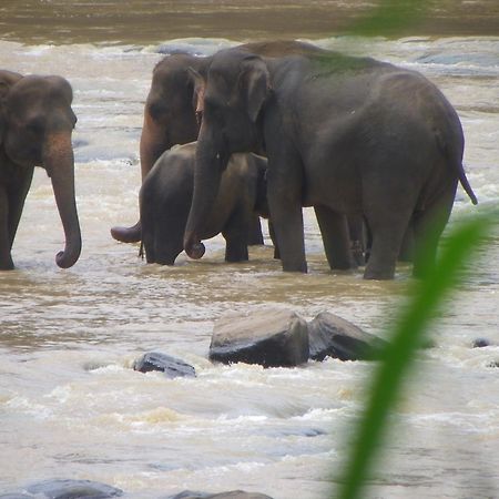 Ma Oya Retreat Pinnawala Pinnawala (Kegalle) Zewnętrze zdjęcie