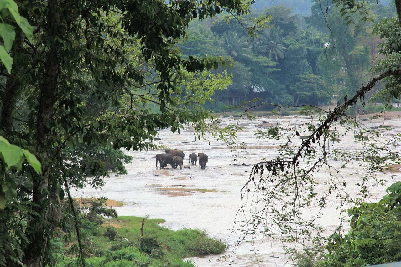 Ma Oya Retreat Pinnawala Pinnawala (Kegalle) Zewnętrze zdjęcie