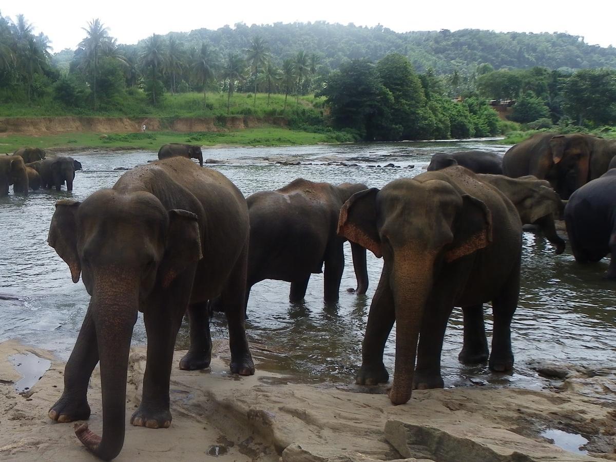 Ma Oya Retreat Pinnawala Pinnawala (Kegalle) Zewnętrze zdjęcie